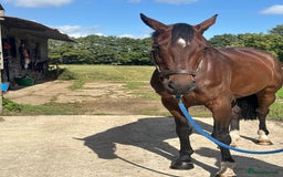 Irish Sports horses for sale: Teens horse / mother / daughter share - Image 31