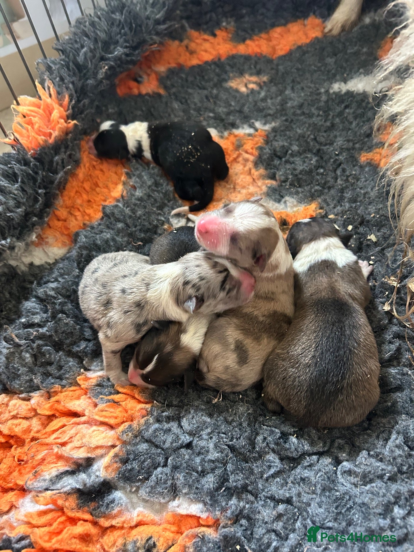 Border Collie dogs Beautiful border collie puppies - Advert 11