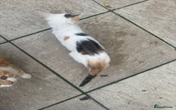Domestic Shorthair cats for sale: Kittens For Sale – Ready to Join Your Home! - Image 11