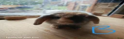 Mini Lop rabbits for sale: Pure Bred Mini Lop - Advert 11