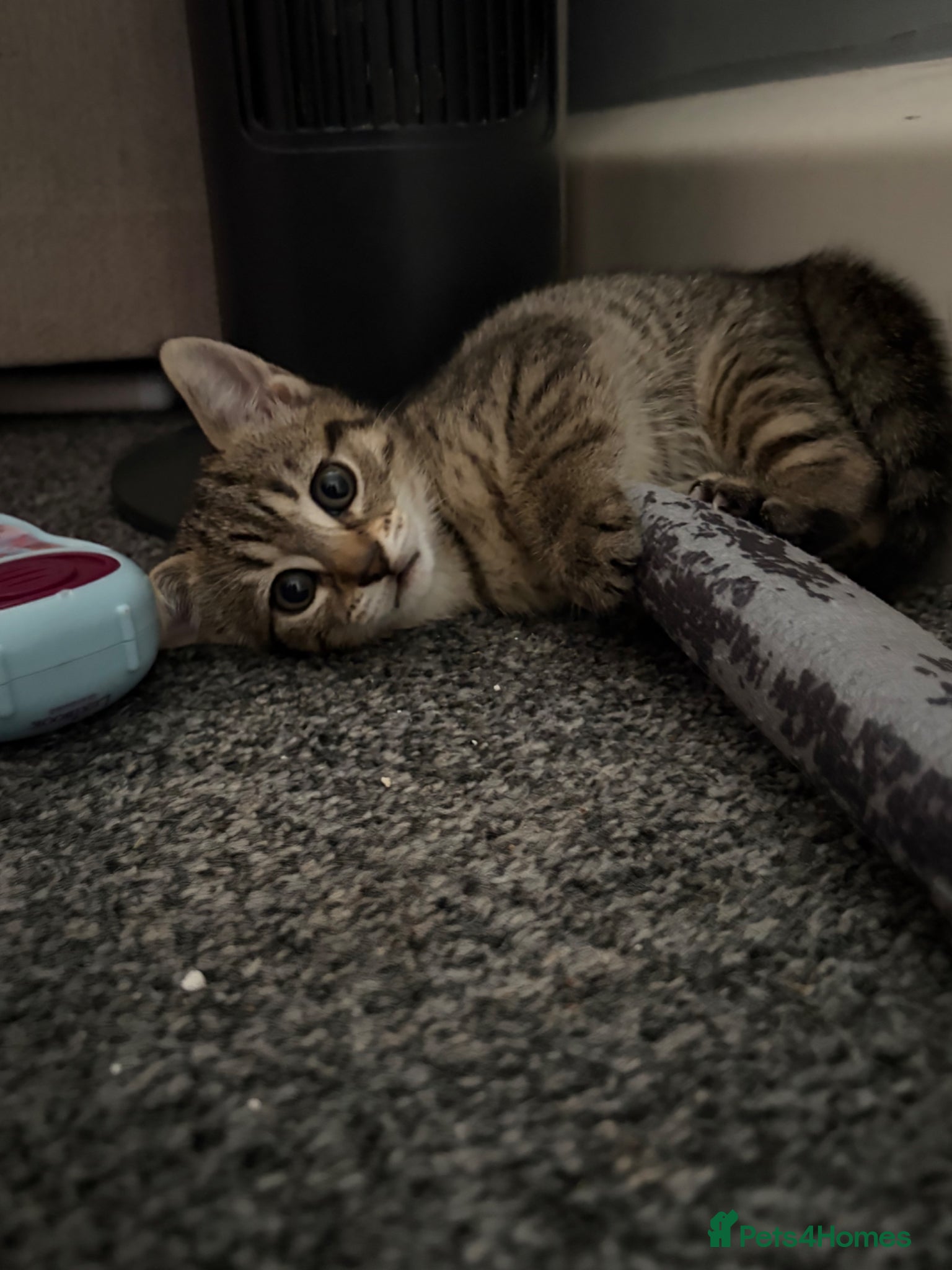 British Shorthair cats Tabby kittens  - Advert 2