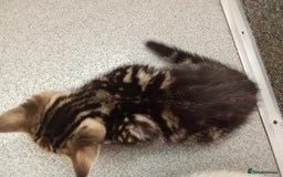 Mixed Breed cats for sale: Kittens for sale  - Image 9