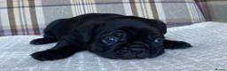 French Bulldog dogs for sale: Pink & Pink carrier French Bulldog puppies - Advert 11