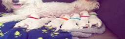 Maltese dogs for sale: 🤍 Beautiful Maltese Puppies – Ready to Reserve 🤍 - Advert 8