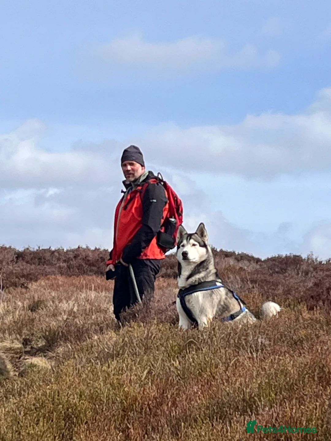 Siberian Husky dogs for stud: For stud only (quality proven stud ) in Wakefield - Advert 3