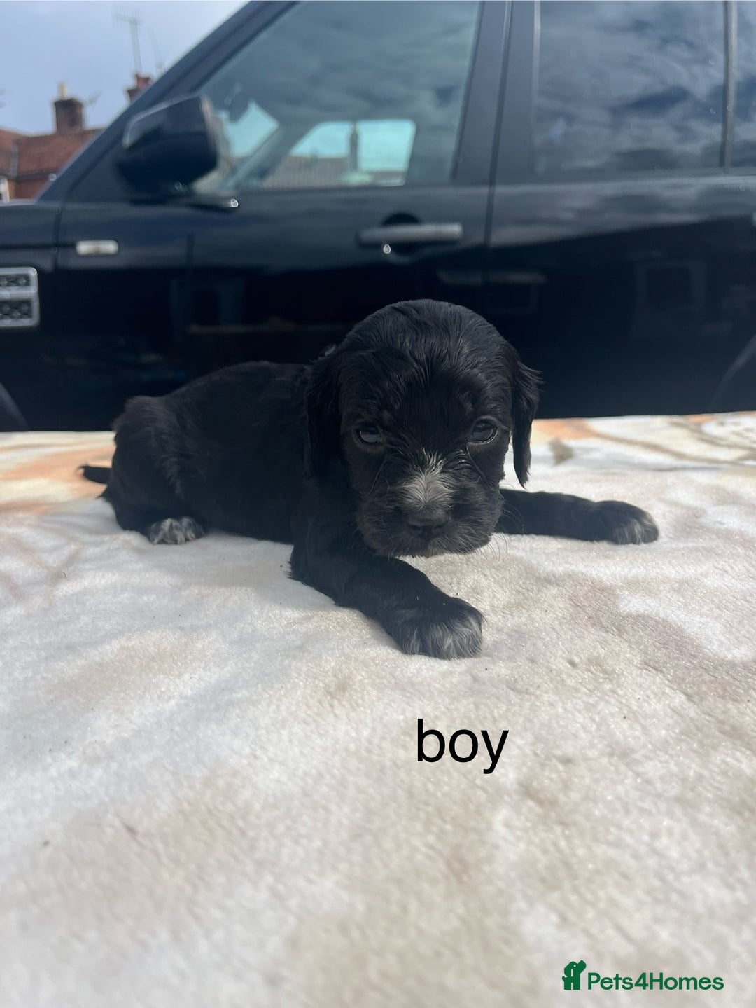 Cocker Spaniel dogs for sale: cocker spaniel puppies - Image 13