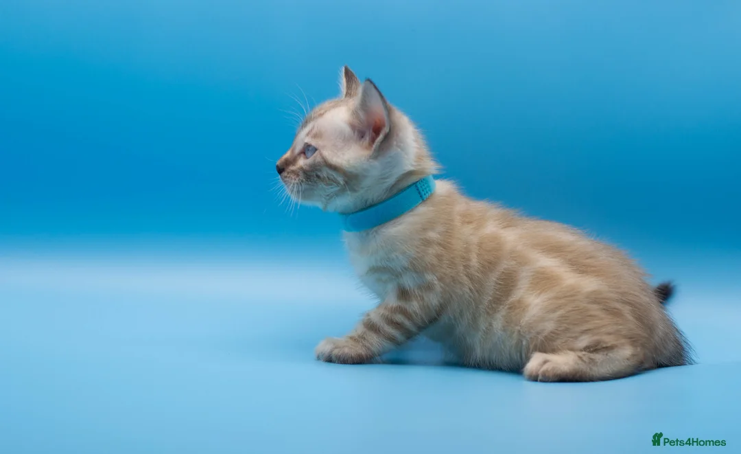 Bengal cats for sale: Snow Lynx Bengal Kittens–Available for Reservation - Advert 25