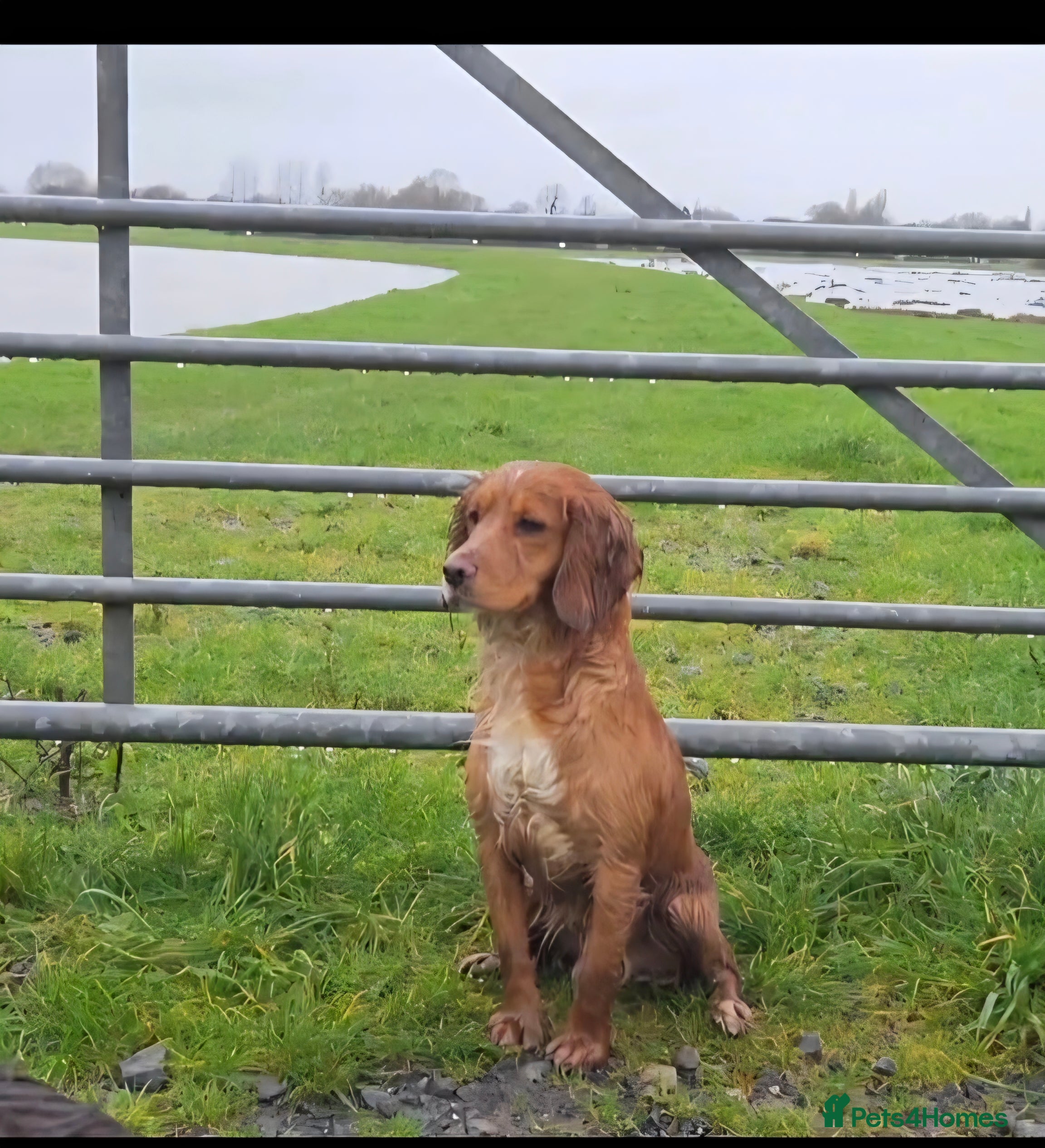 Cocker Spaniel dogs FTCH X OFTW health tested stud - Advert 5