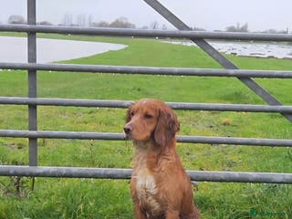 Cocker Spaniel dogs FTCH X OFTW health tested stud - Advert 5