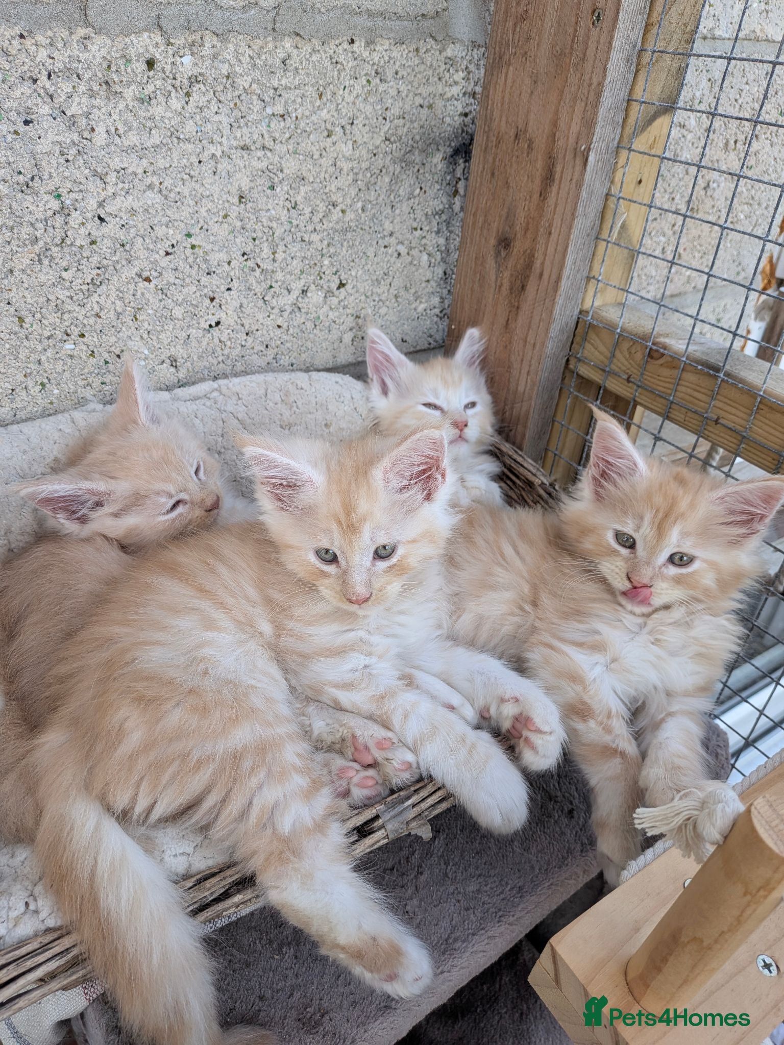 Maine Coon cats 4x Beautiful Fluffy Maine coon kittens - Advert 3