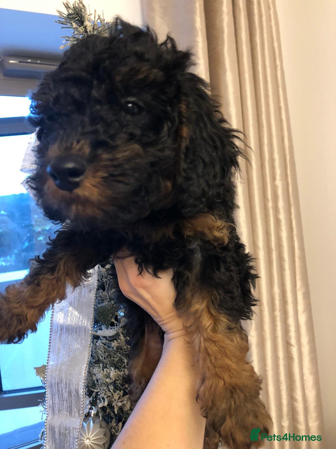 Toy Poodle dogs for sale: 5 toy poodles unique markings  - Advert 22