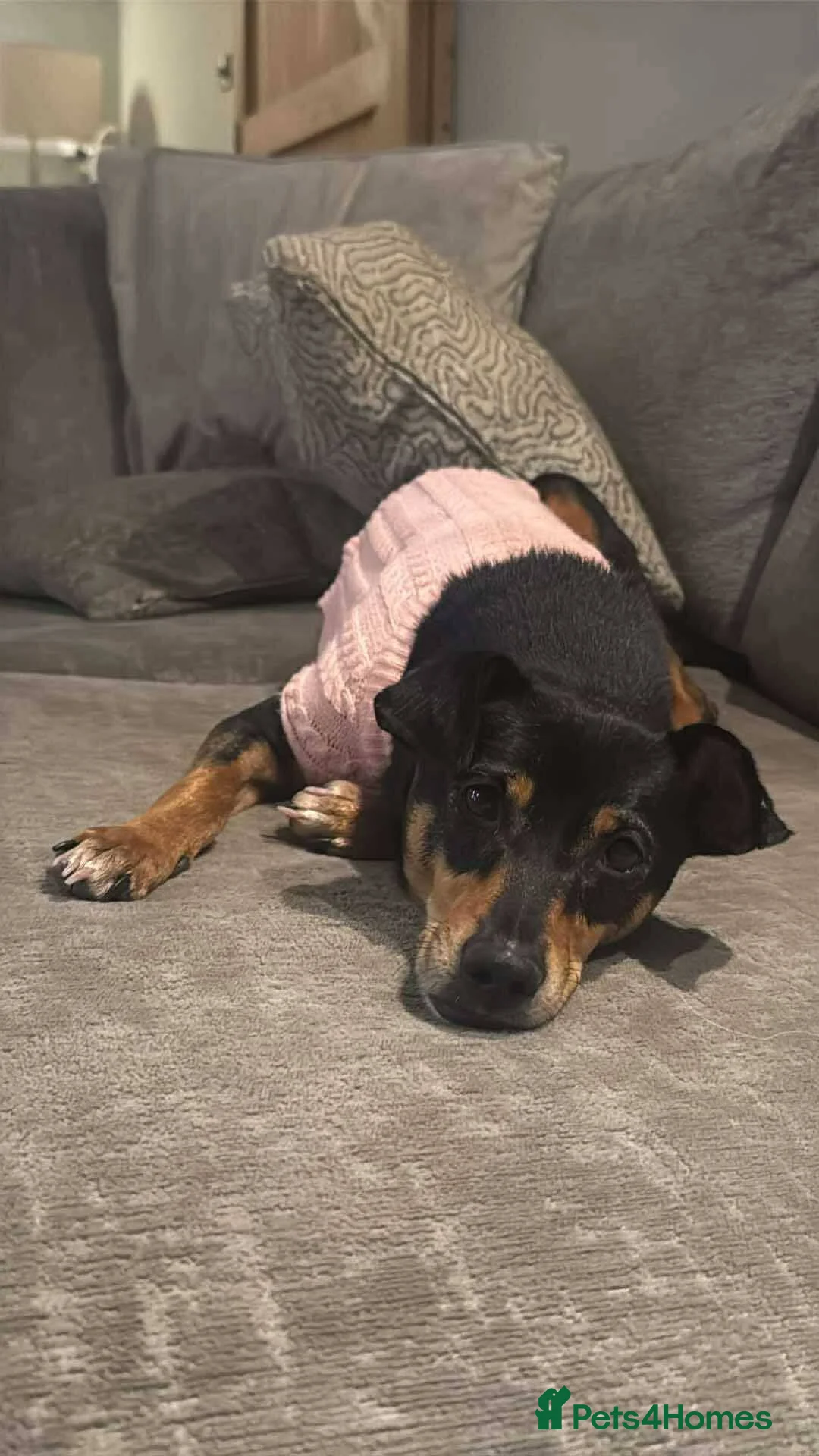 Mixed Breed dogs for adoption: Meet Lio, currently residing in South Yorkshire  - Advert 4