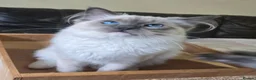 Ragdoll cats for sale: Female Blue Mitted Ragdoll Active registered - Advert 5