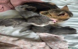 Mixed Breed cats for sale: 1 male 1 female tabby - Image 8