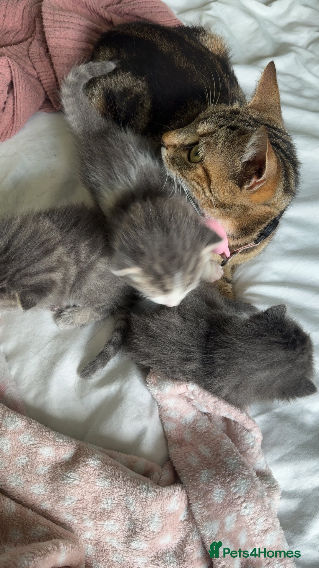 Mixed Breed cats for sale: 1 male 1 female tabby - Image 8