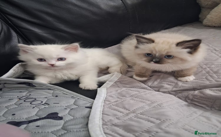 Ragdoll cats - Advert 10
