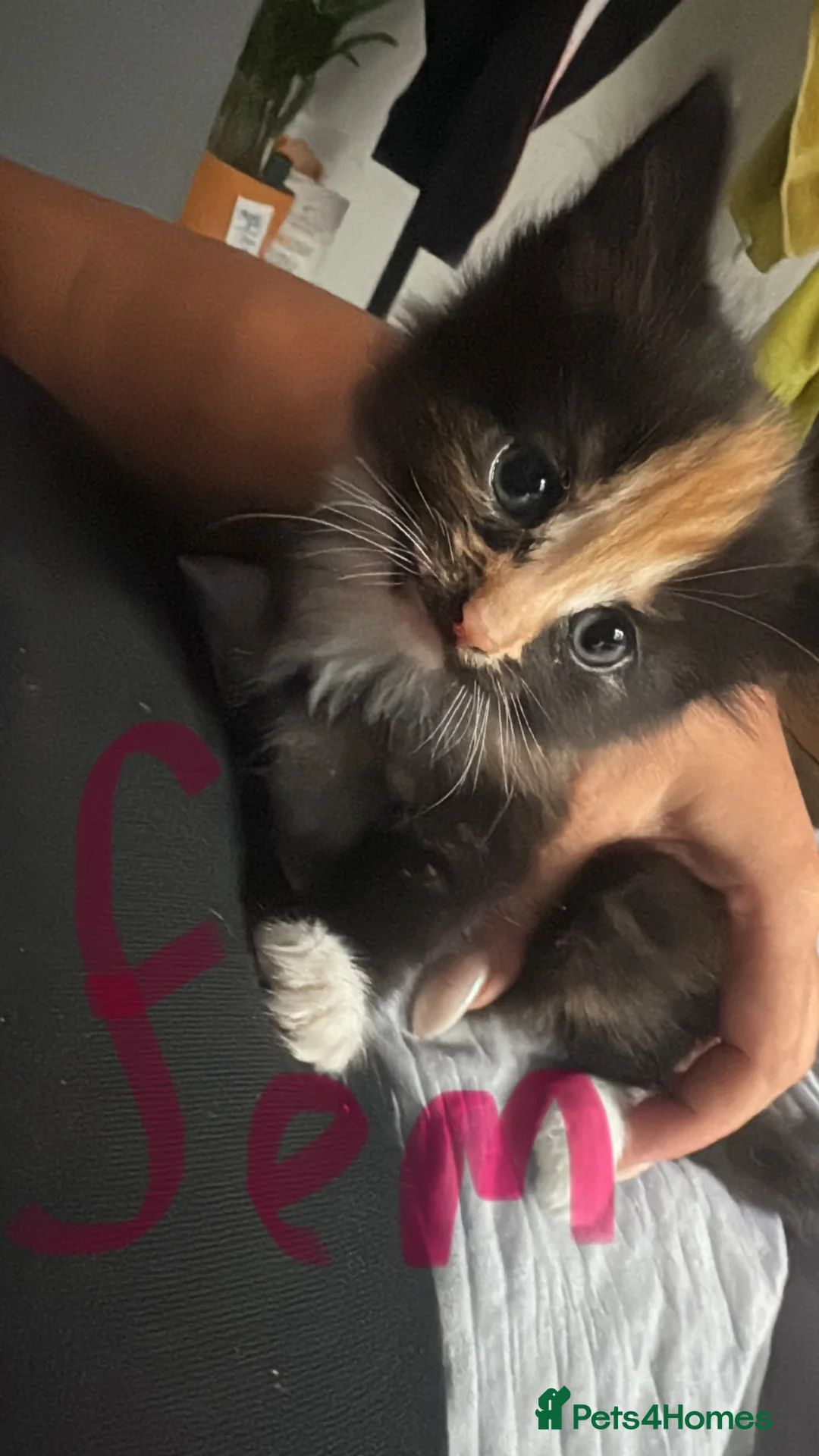 Mixed Breed cats for sale: 3 beautiful kittens  - Advert 4