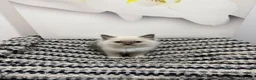 Ragdoll cats for sale: TICA Pedigree Ragdolls Kittens  - Advert 27
