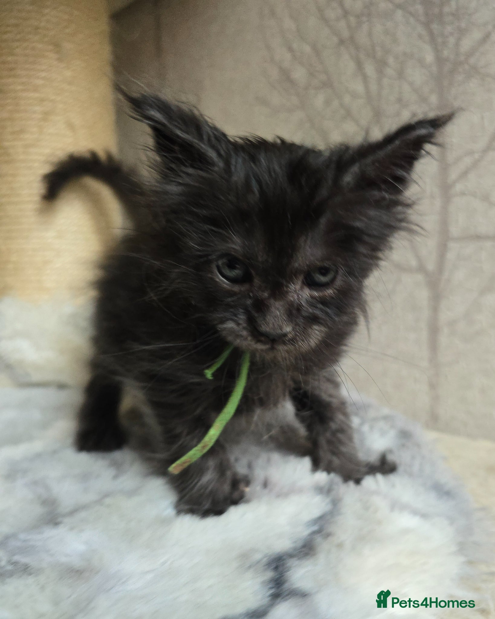 Maine Coon cats Hand Reared Black Smoke Maine Coon Kittens - Advert 12