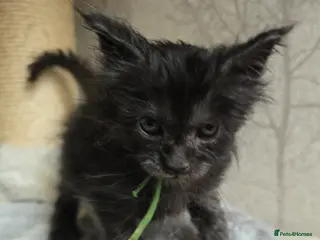 Maine Coon cats Hand Reared Black Smoke Maine Coon Kittens - Advert 12