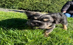 French Bulldog dogs for sale: Last boy ! 🫶whole litter based on health ❤️ - Image 17