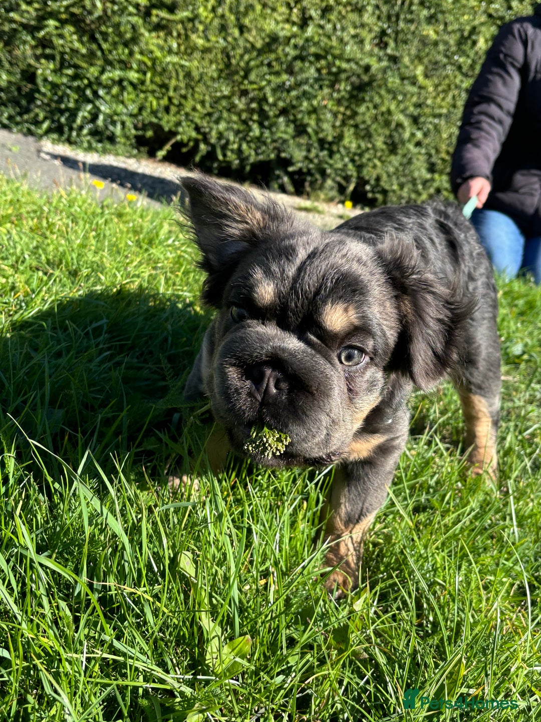 French Bulldog dogs for sale: Last boy ! 🫶whole litter based on health ❤️ - Image 17