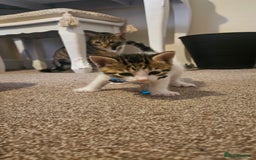 British Shorthair cats for sale: Beautiful Bengal x Calico Kittens - Image 4