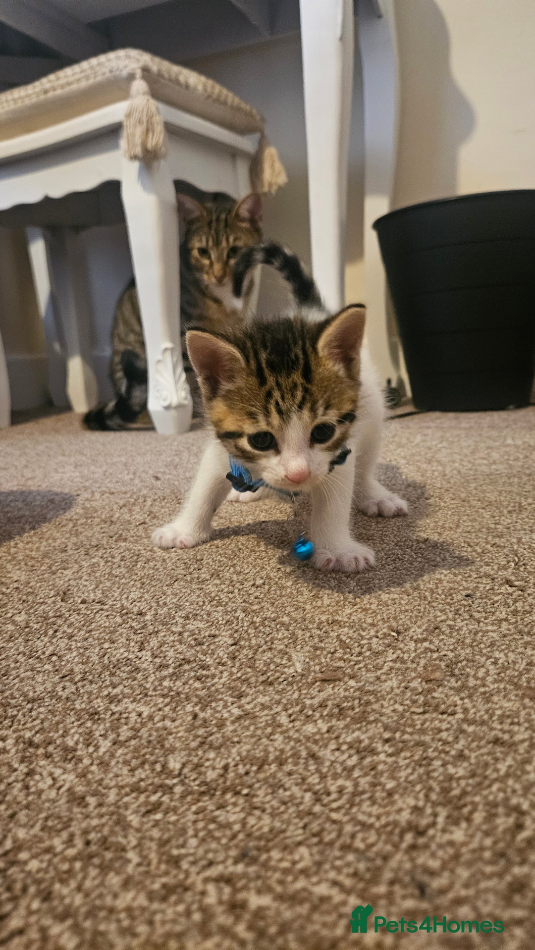 British Shorthair cats for sale: Beautiful Bengal x Calico Kittens - Image 4