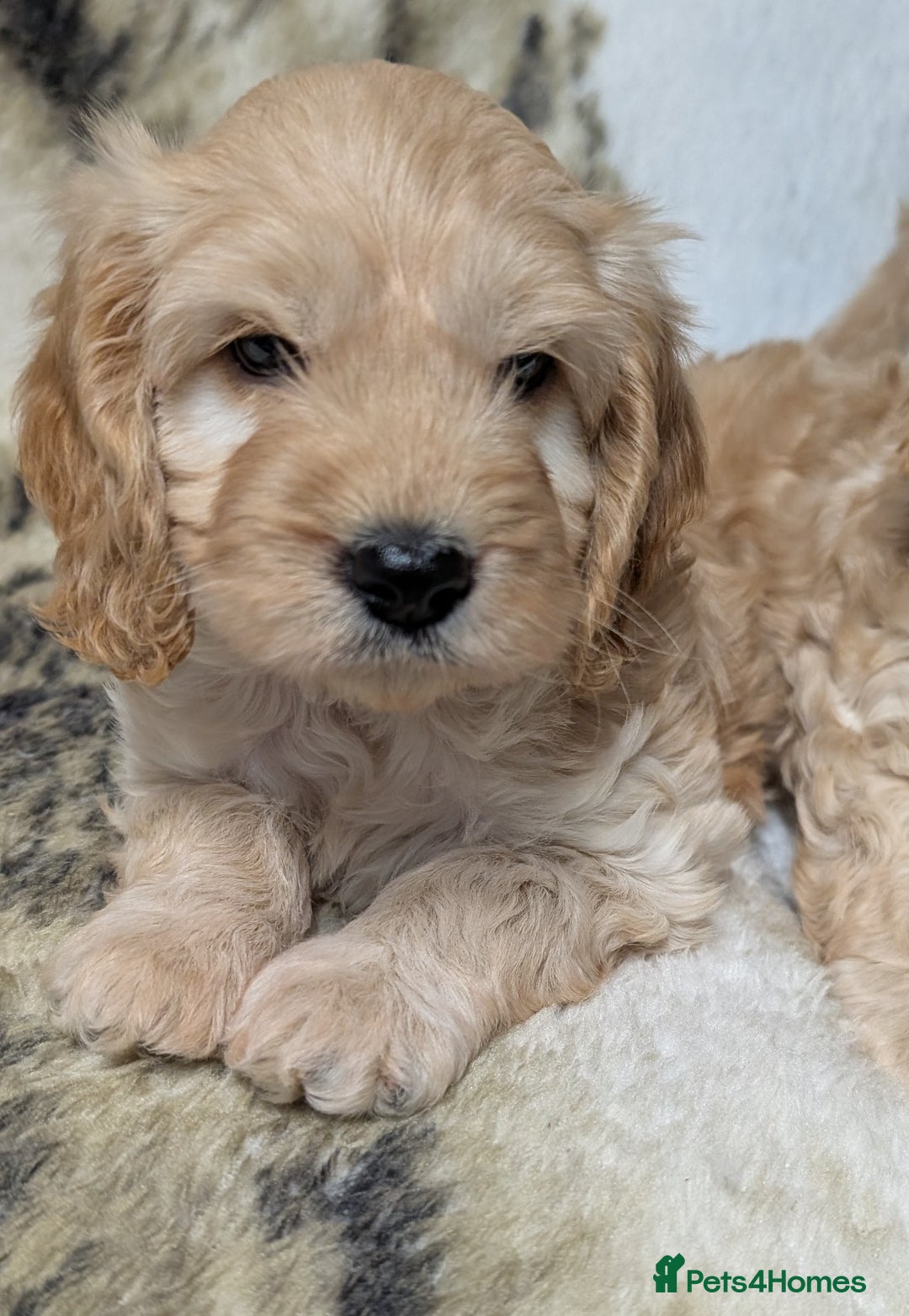 Cockapoo dogs for sale: Beautiful F1 Cockapoo puppies DNA clear - Image 5