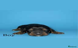 Cocker Spaniel dogs for sale: 🤎Show cocker spaniels🤎 - Image 6