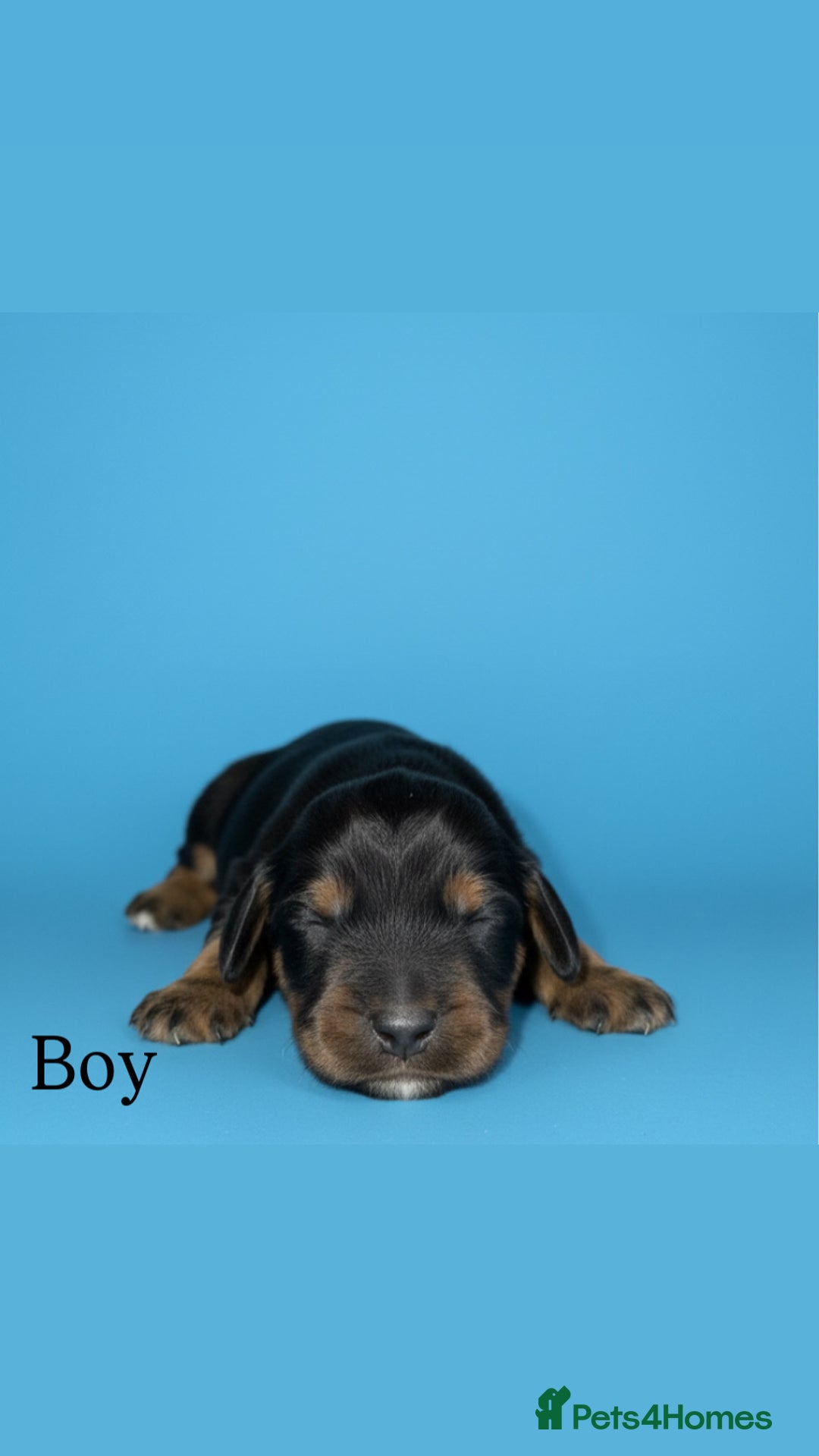 Cocker Spaniel dogs for sale: 🤎Show cocker spaniels🤎 - Image 6