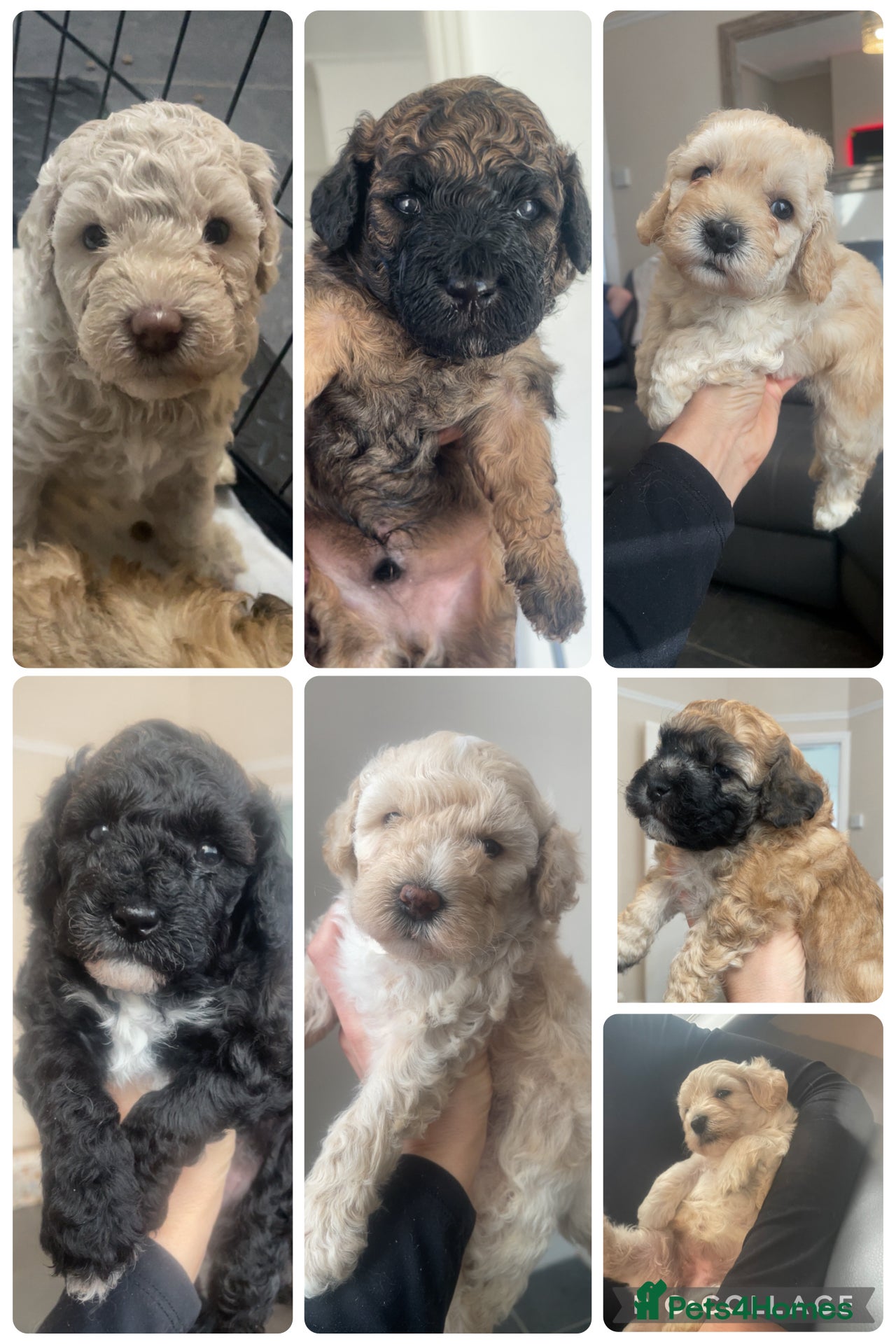 Poochon dogs ❤️ gorgeous poochons ❤️ - Advert 12