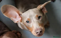 Miniature Dachshund dogs for sale: Kc Reg, Top Temperament, Boy and Girl - Image 4