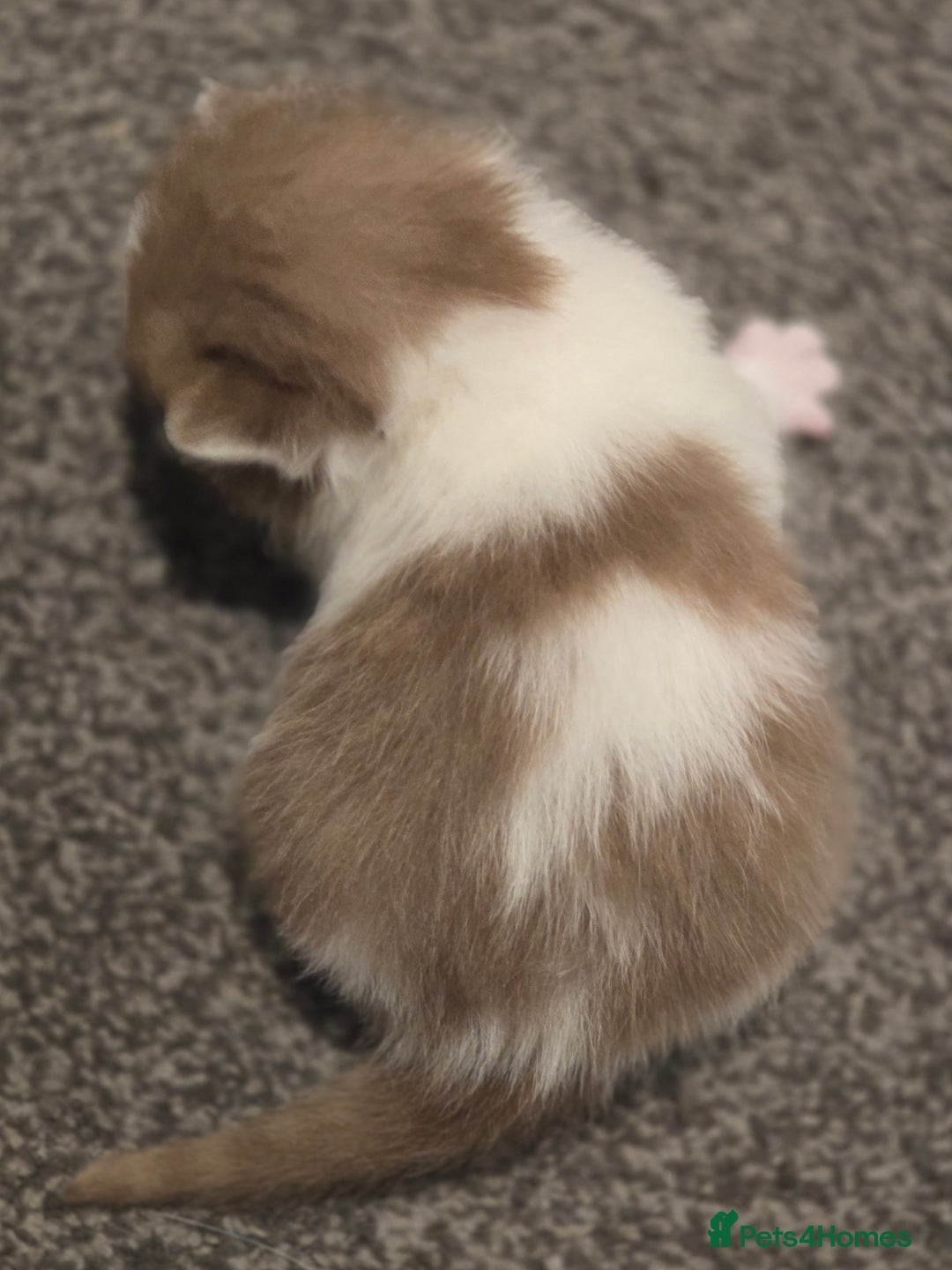 British Shorthair cats for sale: TICA registered BSH and BLH kittens - Advert 8