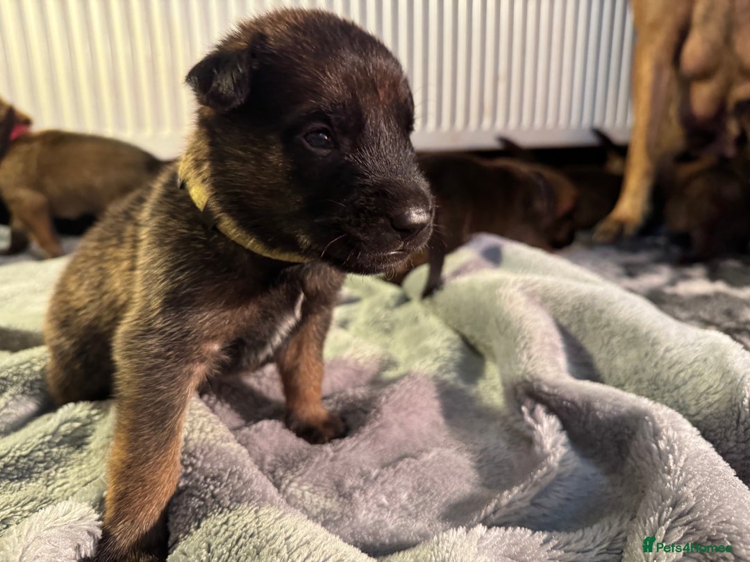 Belgian Shepherd Dog dogs for sale: Belgian Malinois puppies KC registered in Hartlepool - Image 22