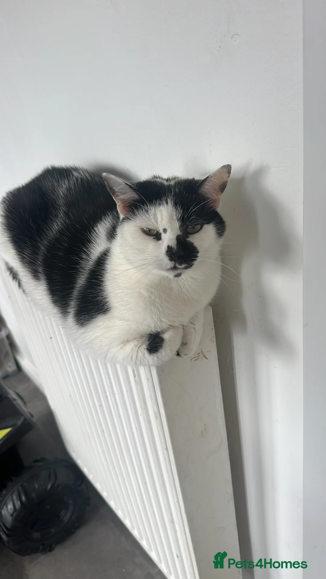 Mixed Breed cats for sale: Ghost - Advert 2