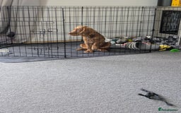 Cocker Spaniel dogs for sale: Female cocker spaniel puppy  - Image 3