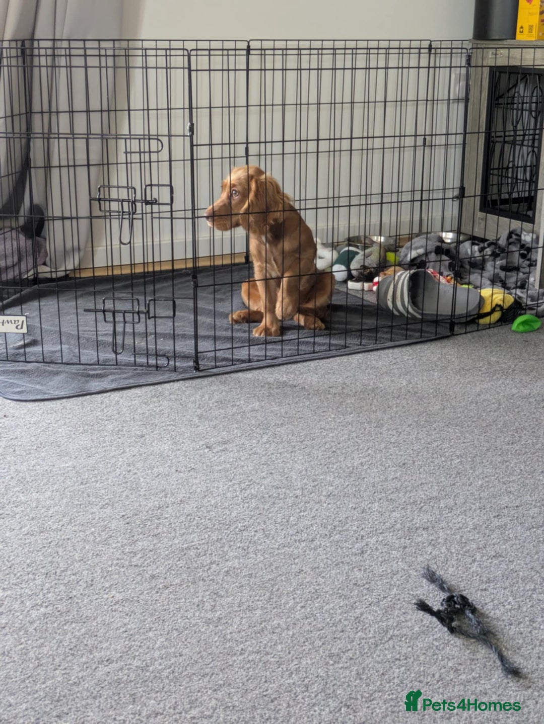 Cocker Spaniel dogs for sale: Female cocker spaniel puppy  - Image 3