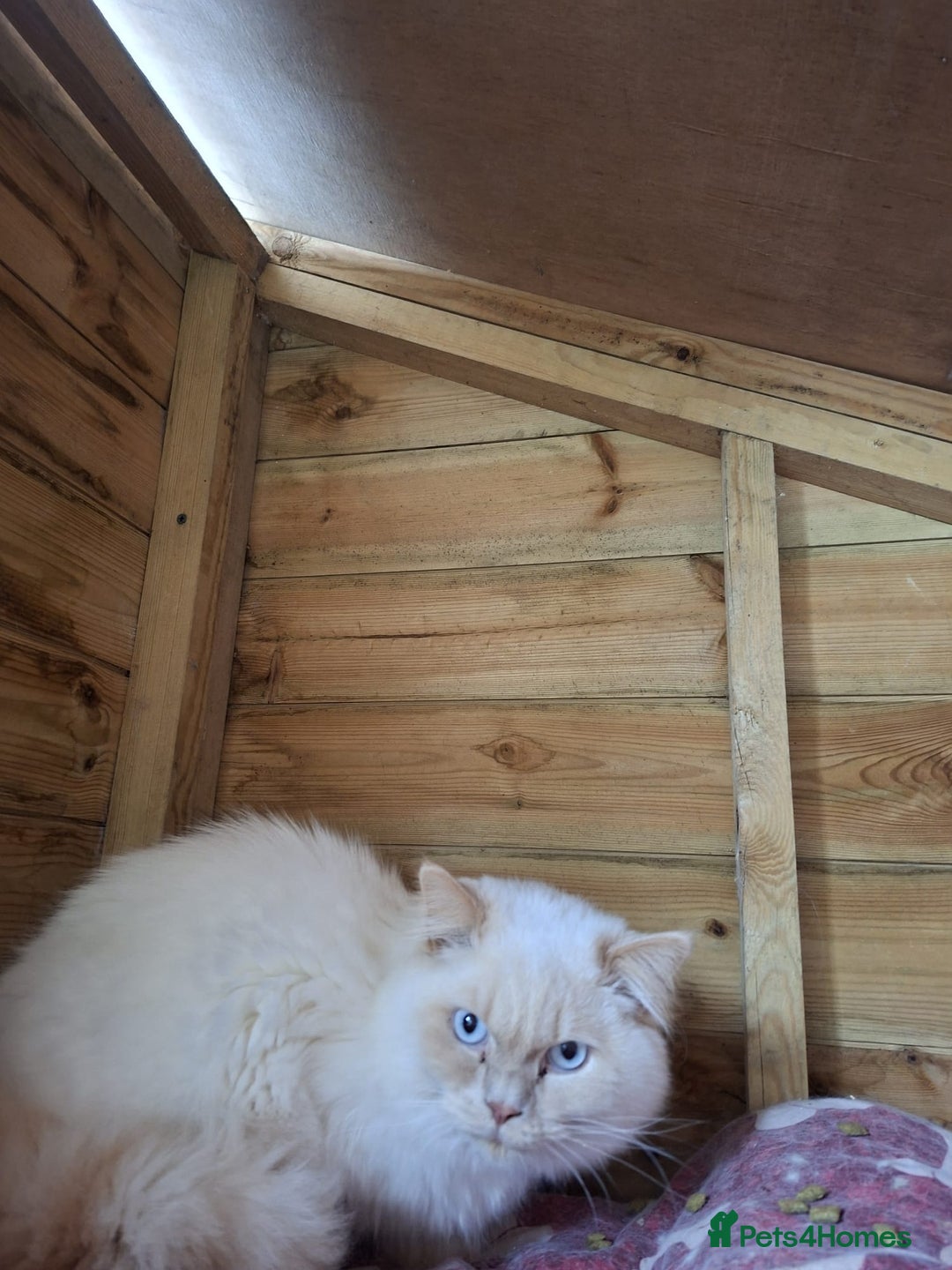 British Shorthair cats for sale: Beautiful short hair and long hair British kittens - Advert 15