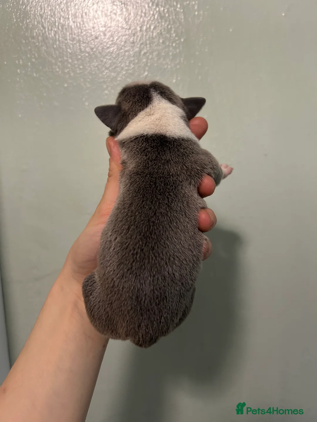 Staffordshire Bull Terrier dogs for sale: Staffordshire bull terrier puppies  - Advert 25