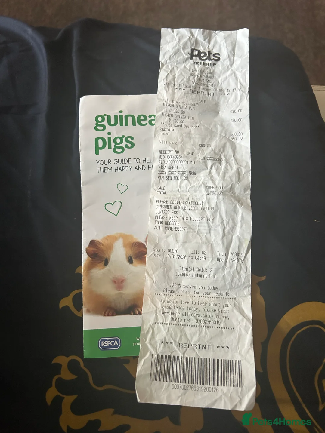Guinea Pig rodents for sale: Guinea male pigs in Bristol - Advert 3