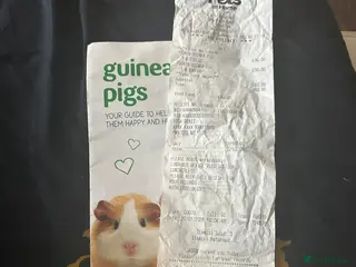 Guinea Pig rodents Guinea male pigs - Advert 6