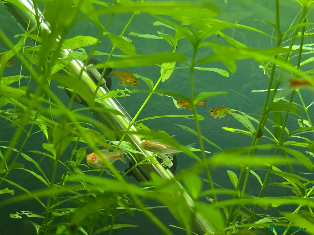 Plecos fish for sale: Golden Nugget Plec and other small fish - Advert 4