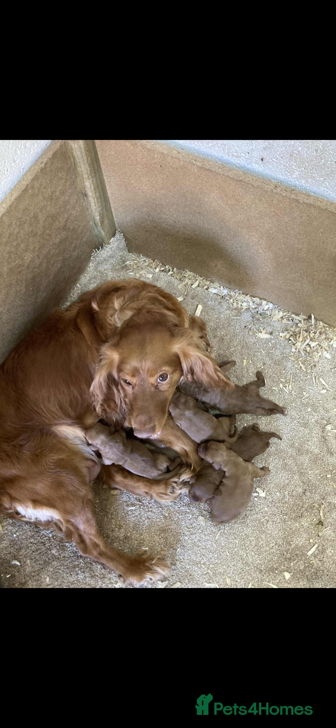 Cockapoo dogs for sale: Cockapoo puppies  - Image 10