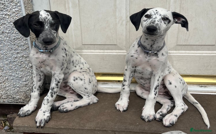 Mixed Breed dogs in Brierley Hill - Advert 5