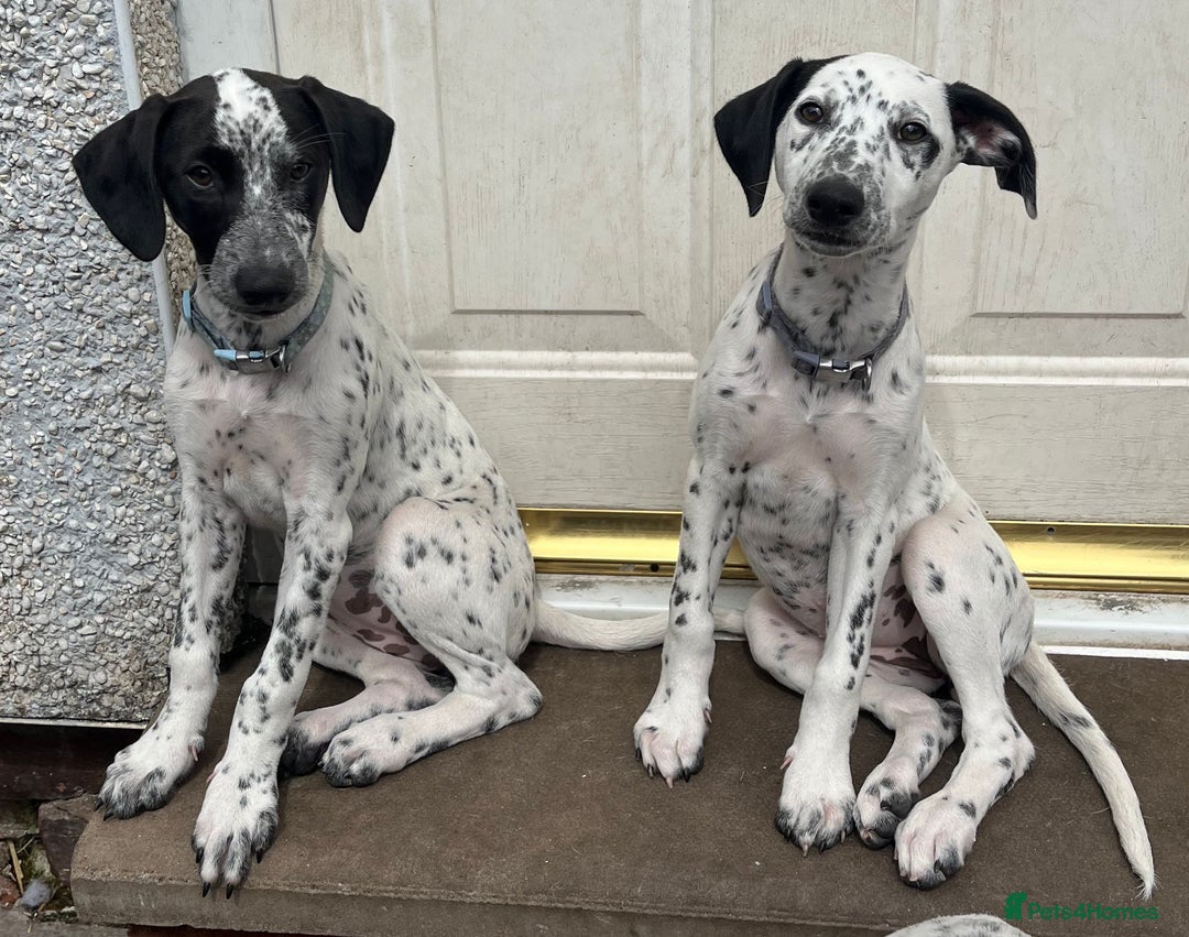 Mixed Breed dogs for sale: Lurcher cross Dalmatian pups born 7/5/2025 in Brierley Hill - Image 1