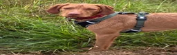 Hungarian Vizsla dogs for sale: LOVINGLY HANDLED WH HUNGARIAN vizsla puppies in Southampton - Advert 7