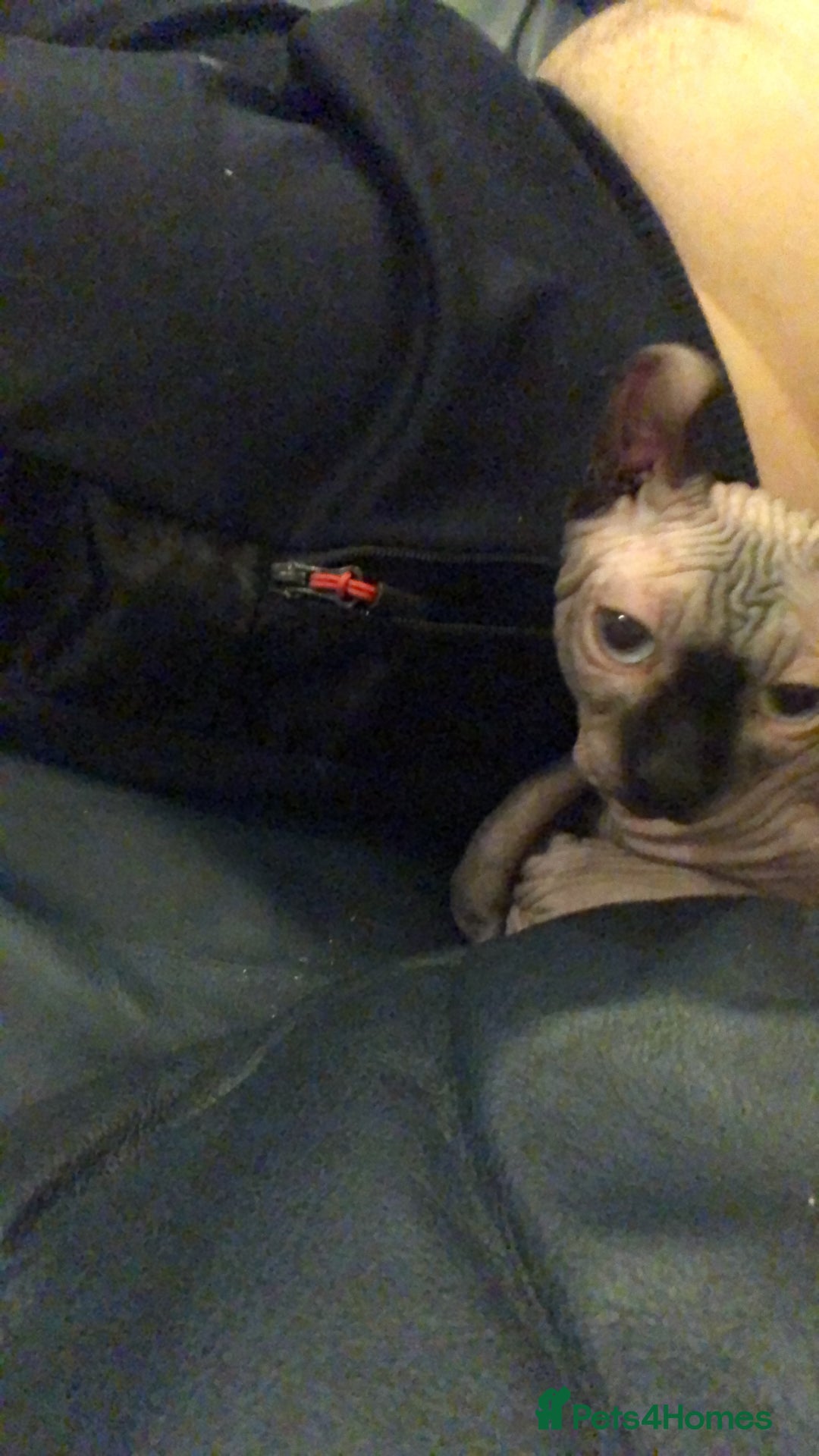 Sphynx cats for sale: Elf sphinx - Image 5