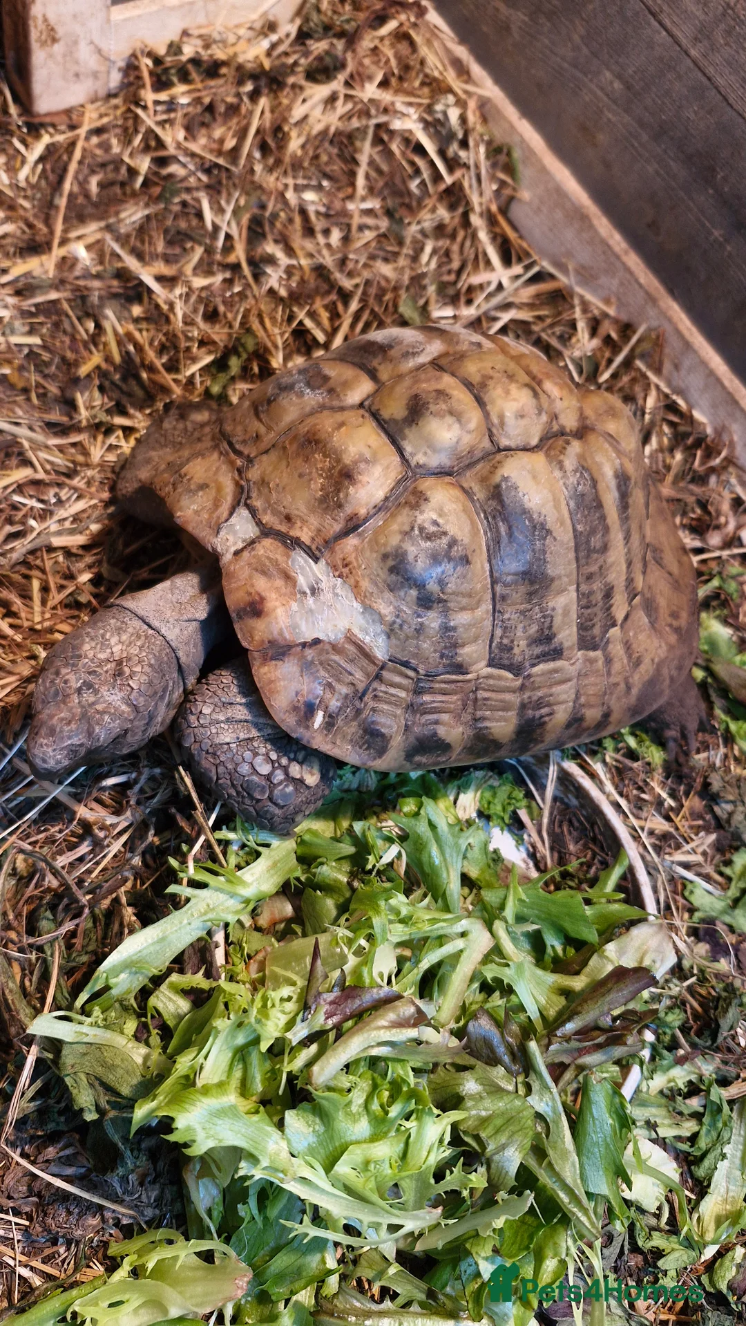 Hermann Tortoise reptiles for sale: 40 year old male hermanns tortoise  - Advert 1