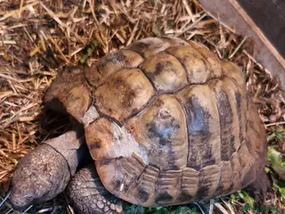 Hermann Tortoise reptiles 40 year old male hermanns tortoise - Advert 4